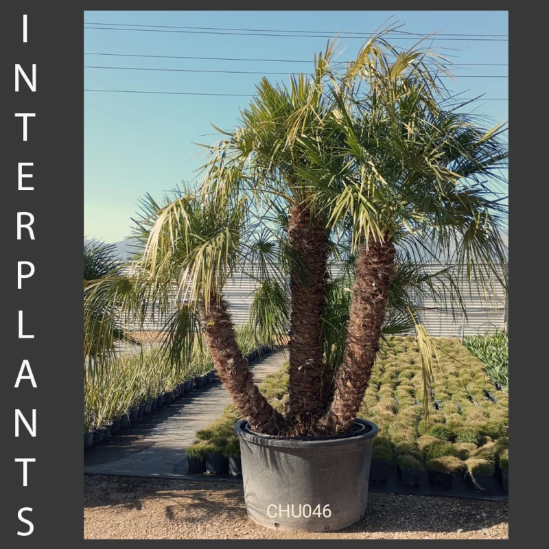 Chamaerops humilis | CHU046