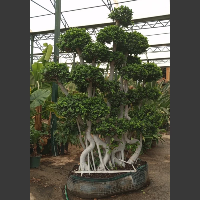 Ficus microcarpa bonsai | FMB005