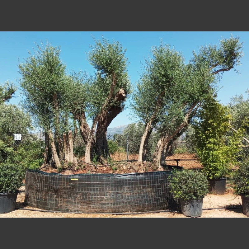 Olea europaea & Pistacia lentscus | OP008