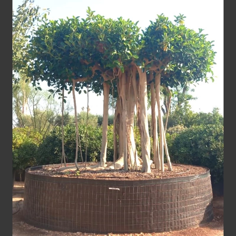 Ficus australis | FA049