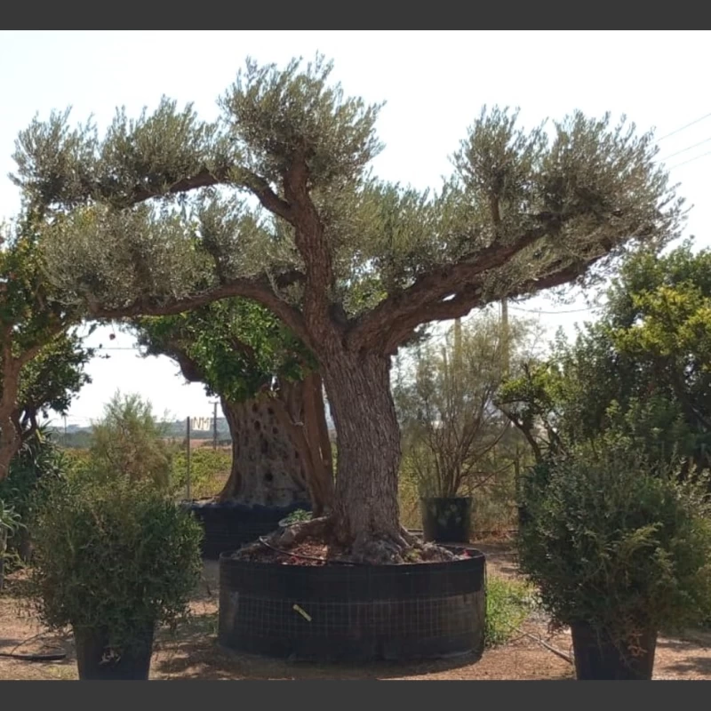 Olea europaea | OE181